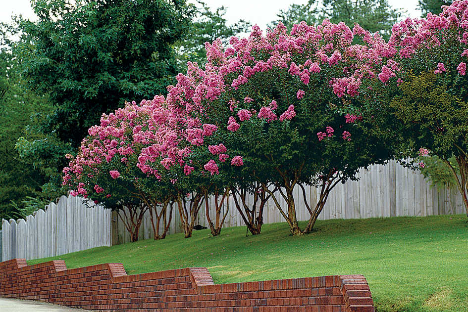 Elizabeth Joins the Board of Crape Myrtle Trails of McKinney Foundation